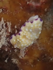Goniobranchus albopustulosus