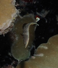 Anampses chrysocephalus