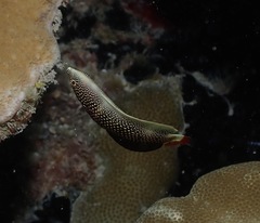 Anampses chrysocephalus