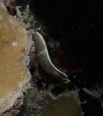 Anampses chrysocephalus