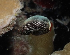 Anampses chrysocephalus