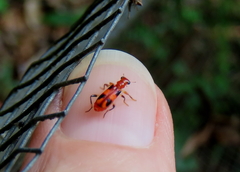 Lemidia