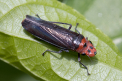 Aulacizes quadripunctata