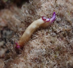 Hypselodoris violabranchia