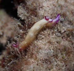 Hypselodoris violabranchia