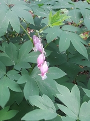 Lamprocapnos spectabilis