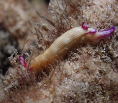 Hypselodoris violabranchia