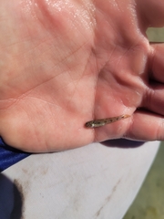 Ctenogobius boleosoma