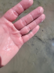 Ctenogobius boleosoma