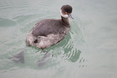 Podiceps nigricollis
