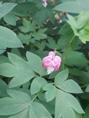 Lamprocapnos spectabilis