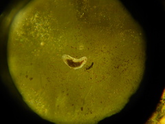 Macrostomum