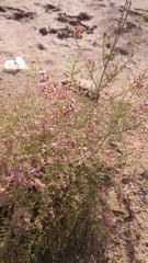 Tamarix