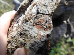 Arthonia cinnabarina