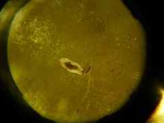Macrostomum