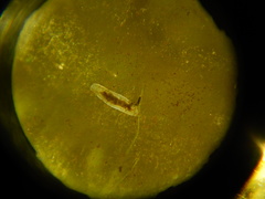 Macrostomum
