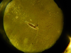 Macrostomum