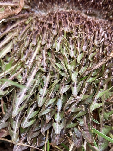 Paprastoji kiaulpienė nuotrauka