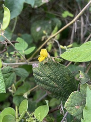 Rhynchosia reticulata