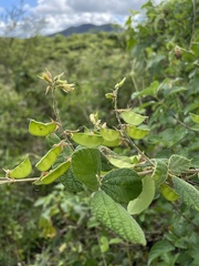 Rhynchosia reticulata