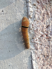 Papilio multicaudata