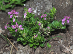 Polygala amatymbica