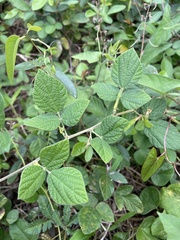 Rhynchosia reticulata