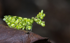 Callibia diana