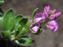 Polygala amatymbica