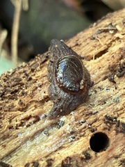 Schizoglossa