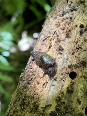 Schizoglossa