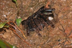 Ephebopus rufescens