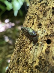 Schizoglossa