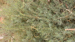 Amaranthaceae