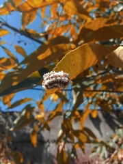 Megalopyge defoliata