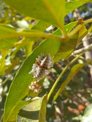 Megalopyge defoliata