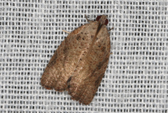 Meritastis laganodes