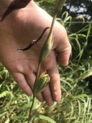 Gladiolus dalenii image