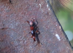 Cyphagogini