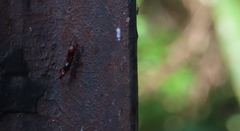 Cyphagogini