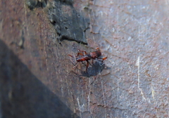 Cyphagogini