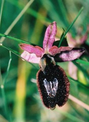 Ophrys bertolonii benacensis