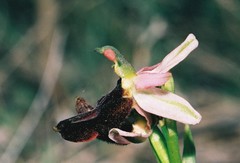 Ophrys bertolonii benacensis