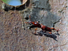 Cyphagogini