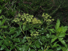Polemannia montana
