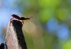 Cyphagogini