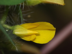 Crotalaria hebecarpa