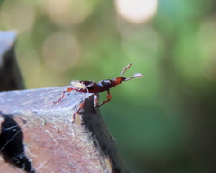 Cyphagogini