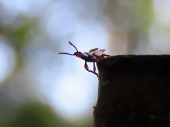 Cyphagogini