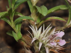 Lepidagathis trinervis